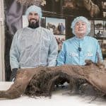 بمشاركة الإمارات.. استنساخ ثور عمره يصل إلي ٩ الاف عام