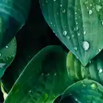 دراسة: ورقة الشجر الاصطناعية يمكن أن تنتج 40 فولت من الكهرباء