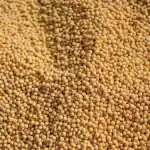 الصين تنتج أول محصول فول صويا معدل جينيًا لتعزيز الأمن الغذائي