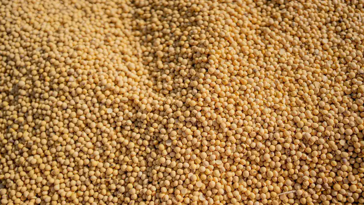 الصين تنتج أول محصول فول صويا معدل جينيًا لتعزيز الأمن الغذائي