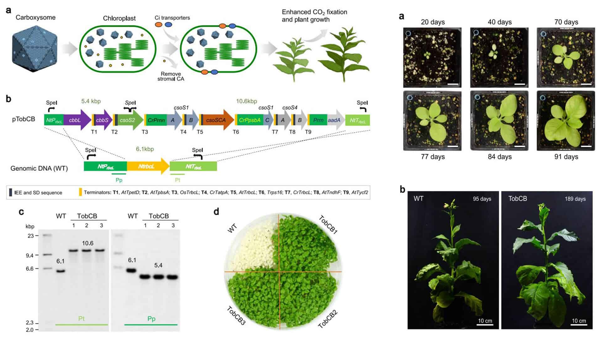 اكتشاف بكتيريا تحمي المحاصيل من تغير المناخ