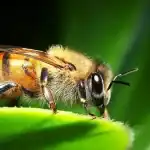 Bee ++ .. روبوت جديد يتمتع بحرية الحركة الكاملة