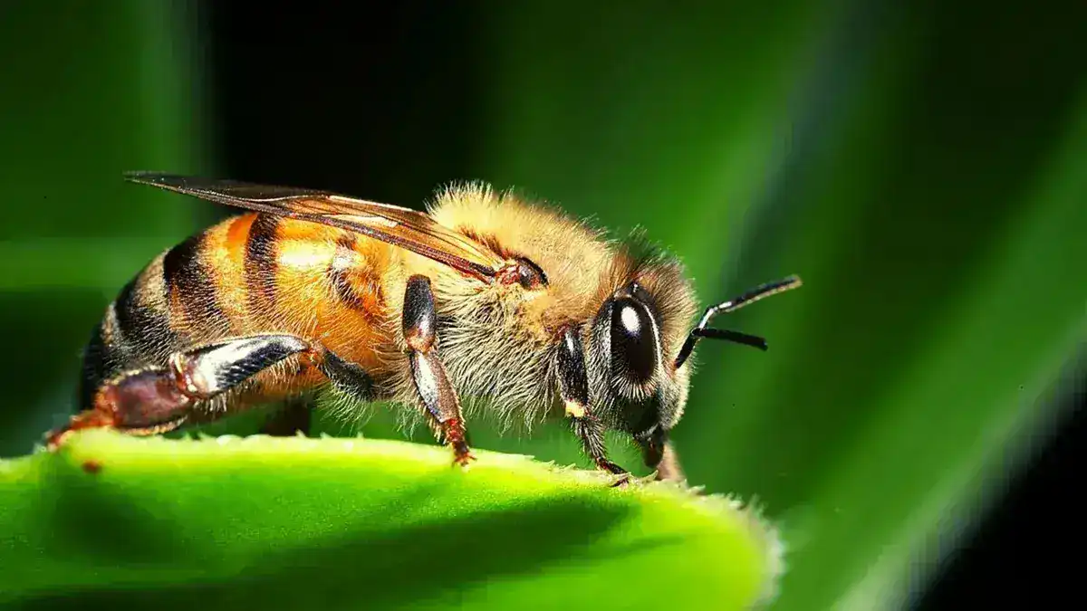 Bee ++ .. روبوت جديد يتمتع بحرية الحركة الكاملة