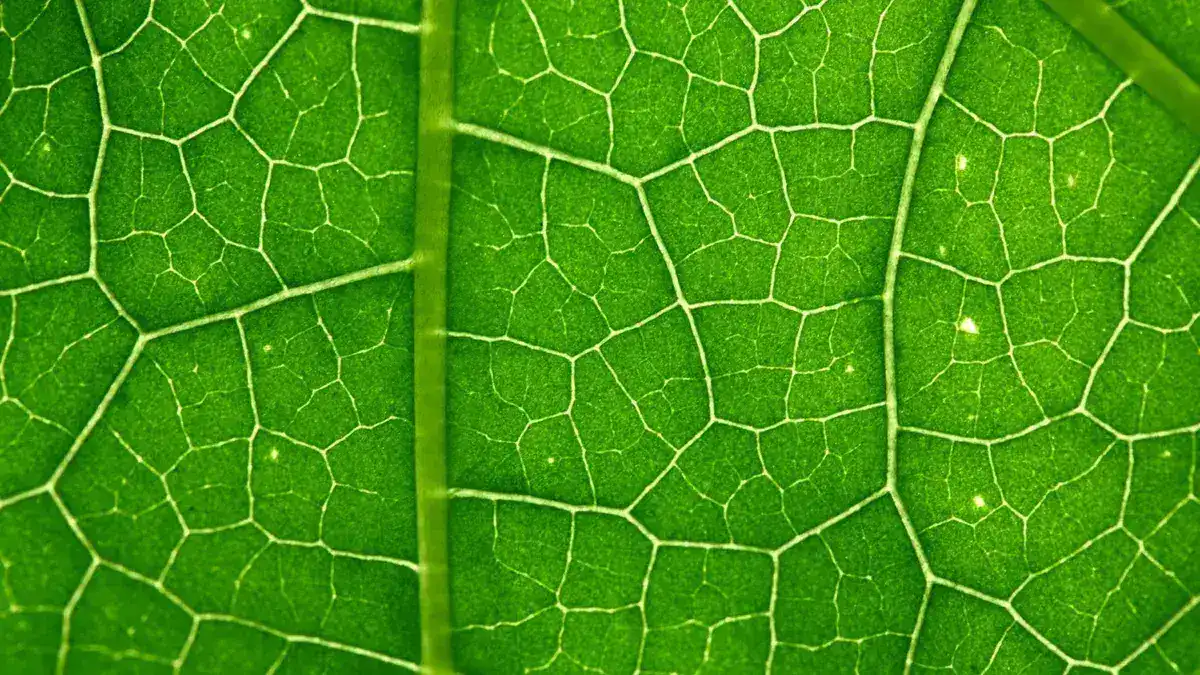 دراسة: التمثيل الضوئي يبدأ بفوتون واحد