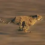 تطوير روبوت كيمبا المستوحى من الفهد.. تفاصيل