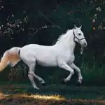 دور التكنولوجيا في تحسين مرافق المتنزهات وركوب الخيل
