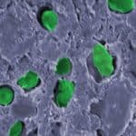 الحي الأخضر.. طلاء مبتكر ينتج الأكسجين ويحتجز الكربون