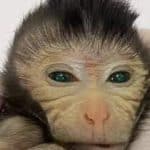 استنساخ أول قرد حي