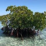 مذكرة تفاهم بين المعادن والهيئة الملكية للجبيل للاستثمار في شجرة المانجروف