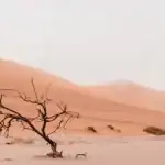 ابتكار مادة تجمع المياه من هواء الصحراء