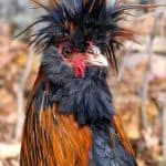 توليد الطاقة المتجددة من دهون الدجاج.. تفاصيل