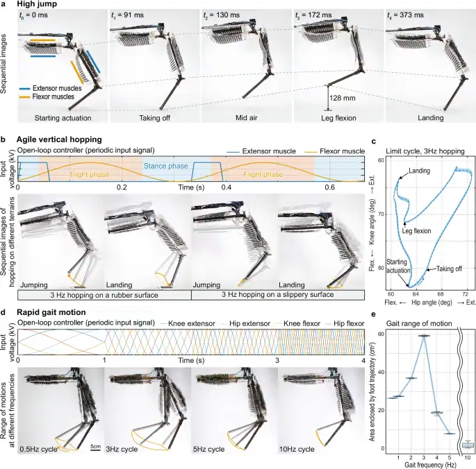 أول ساق روبوتية مزودة بـ"عضلات اصطناعية" تقفز برشاقة: دراسة 
