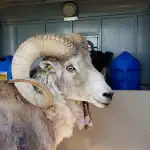 استنساخ الأغنام