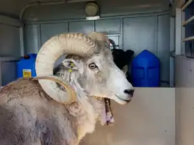 استنساخ الأغنام