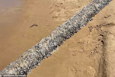 الكائنات الفضائية