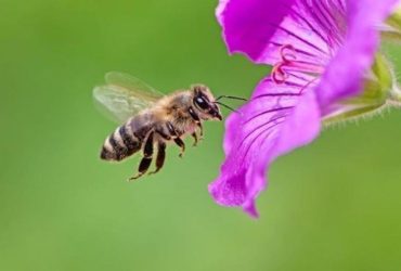 الكائنات الحية مهددة بالانقراض