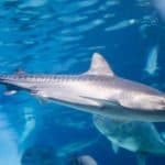 أسماك القرش النمري مهددة بالإنقراض