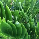 نموذج نباتات بالذكاء الإصطناعي