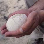 بيضة الديناصور