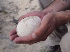 بيضة الديناصور