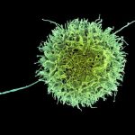 خلايا غير مرئية للقضاء على السرطان