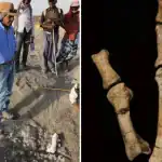 .اكتشاف نوعين من البشر كانا يتجولان على الأرض منذ 3.5 مليون سنة