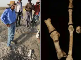 .اكتشاف نوعين من البشر كانا يتجولان على الأرض منذ 3.5 مليون سنة