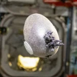 بطاطس بنفسجية في الفضاء